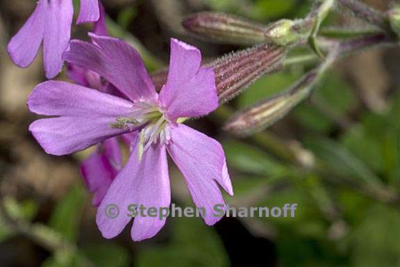 silene fruticosa 2 graphic